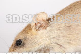 Mouse-Mus musculus 0047